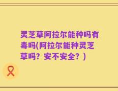 灵芝草阿拉尔能种吗有毒吗(阿拉尔能种灵芝草吗？安不安全？)