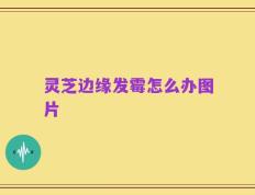 灵芝边缘发霉怎么办图片