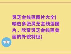 灵芝金线莲图片大全(精选多张灵芝金线莲图片，欣赏灵芝金线莲美丽的外貌特征)