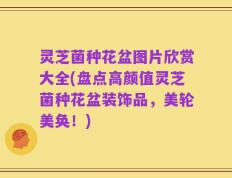灵芝菌种花盆图片欣赏大全(盘点高颜值灵芝菌种花盆装饰品，美轮美奂！)