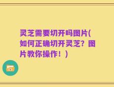 灵芝需要切开吗图片(如何正确切开灵芝？图片教你操作！)