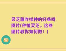 灵芝菌咋样种的好些呀图片(种植灵芝，这些图片教你如何做！)