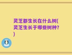 灵芝都生长在什么树(灵芝生长于哪些树种？)
