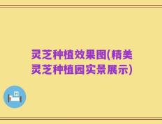 灵芝种植效果图(精美灵芝种植园实景展示)
