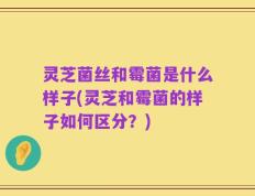 灵芝菌丝和霉菌是什么样子(灵芝和霉菌的样子如何区分？)