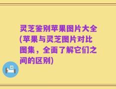 灵芝鉴别苹果图片大全(苹果与灵芝图片对比图集，全面了解它们之间的区别)