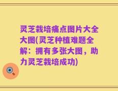 灵芝栽培痛点图片大全大图(灵芝种植难题全解：拥有多张大图，助力灵芝栽培成功)