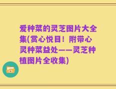 爱种菜的灵芝图片大全集(赏心悦目！附带心灵种菜益处——灵芝种植图片全收集)