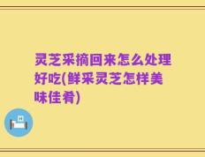 灵芝采摘回来怎么处理好吃(鲜采灵芝怎样美味佳肴)