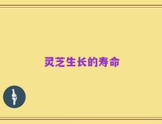 灵芝生长的寿命