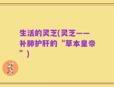 生活的灵芝(灵芝——补肺护肝的“草本皇帝”)