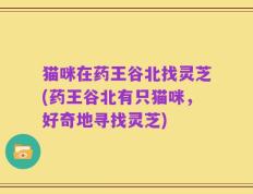 猫咪在药王谷北找灵芝(药王谷北有只猫咪，好奇地寻找灵芝)