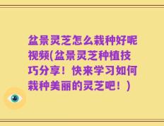 盆景灵芝怎么栽种好呢视频(盆景灵芝种植技巧分享！快来学习如何栽种美丽的灵芝吧！)
