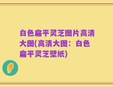 白色扁平灵芝图片高清大图(高清大图：白色扁平灵芝壁纸)