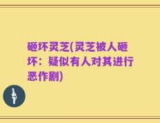 砸坏灵芝(灵芝被人砸坏：疑似有人对其进行恶作剧)