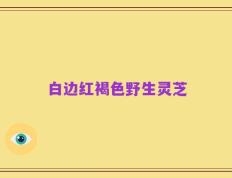 白边红褐色野生灵芝