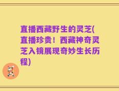直播西藏野生的灵芝(直播珍贵！西藏神奇灵芝入镜展现奇妙生长历程)