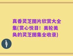 真香灵芝图片欣赏大全集(赏心悦目！美轮美奂的灵芝图集全收录)