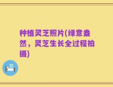 种植灵芝照片(绿意盎然，灵芝生长全过程拍摄)