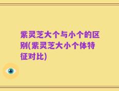 紫灵芝大个与小个的区别(紫灵芝大小个体特征对比)