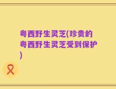 粤西野生灵芝(珍贵的粤西野生灵芝受到保护)