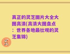 真正的灵芝图片大全大图高清(高清大图盘点：世界各地最壮观的灵芝集锦)