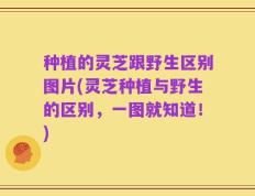 种植的灵芝跟野生区别图片(灵芝种植与野生的区别，一图就知道！)