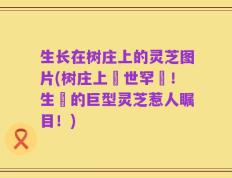 生长在树庄上的灵芝图片(树庄上現世罕見！生長的巨型灵芝惹人瞩目！)