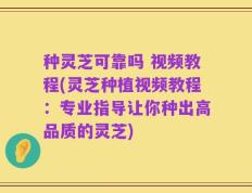 种灵芝可靠吗 视频教程(灵芝种植视频教程：专业指导让你种出高品质的灵芝)