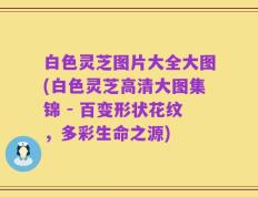 白色灵芝图片大全大图(白色灵芝高清大图集锦 - 百变形状花纹，多彩生命之源)