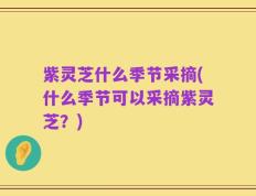 紫灵芝什么季节采摘(什么季节可以采摘紫灵芝？)