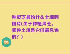 种灵芝最怕什么土壤呢图片(关于种植灵芝，哪种土壤是它们最忌讳的？)