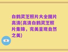 白鹤灵芝照片大全图片高清(高清白鹤灵芝照片集锦，完美呈现自然之美)