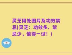 灵芝用处图片及功效禁忌(灵芝：功效多、禁忌少，值得一试！)
