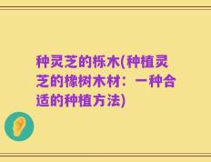 种灵芝的栎木(种植灵芝的橡树木材：一种合适的种植方法)