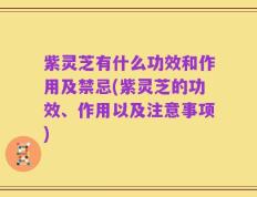 紫灵芝有什么功效和作用及禁忌(紫灵芝的功效、作用以及注意事项)