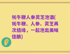 牦牛鞭人参灵芝泡酒(牦牛鞭、人参、灵芝再次结缘，一起泡出美味佳酿)