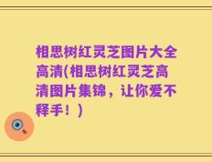 相思树红灵芝图片大全高清(相思树红灵芝高清图片集锦，让你爱不释手！)