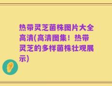 热带灵芝菌株图片大全高清(高清图集！热带灵芝的多样菌株壮观展示)