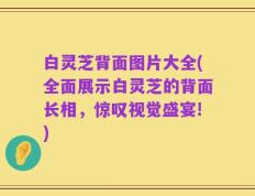 白灵芝背面图片大全(全面展示白灵芝的背面长相，惊叹视觉盛宴!)