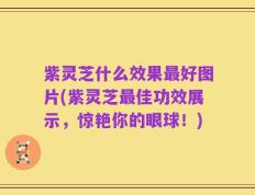 紫灵芝什么效果最好图片(紫灵芝最佳功效展示，惊艳你的眼球！)