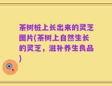 茶树桩上长出来的灵芝图片(茶树上自然生长的灵芝，滋补养生良品)