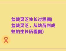 盆栽灵芝生长过程图(盆栽灵芝，从幼苗到成熟的生长历程图)