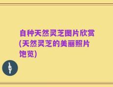 自种天然灵芝图片欣赏(天然灵芝的美丽照片饱览)