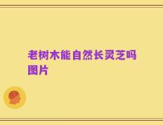 老树木能自然长灵芝吗图片
