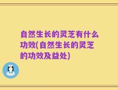 自然生长的灵芝有什么功效(自然生长的灵芝的功效及益处)