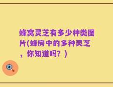 蜂窝灵芝有多少种类图片(蜂房中的多种灵芝，你知道吗？)