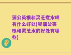 蒲公英根和灵芝煮水喝有什么好处(喝蒲公英根和灵芝水的好处有哪些)