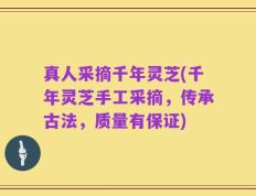 真人采摘千年灵芝(千年灵芝手工采摘，传承古法，质量有保证)