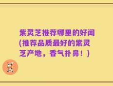 紫灵芝推荐哪里的好闻(推荐品质最好的紫灵芝产地，香气扑鼻！)